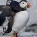 puffin_atlantic_msi_v_1173_can0793.jpg